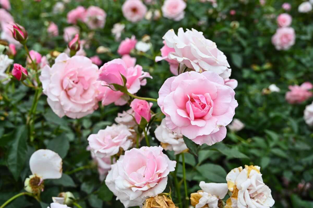 3 pulvérisations avec cette recette simple, et vos rosiers sont préservés pour toute la saiso