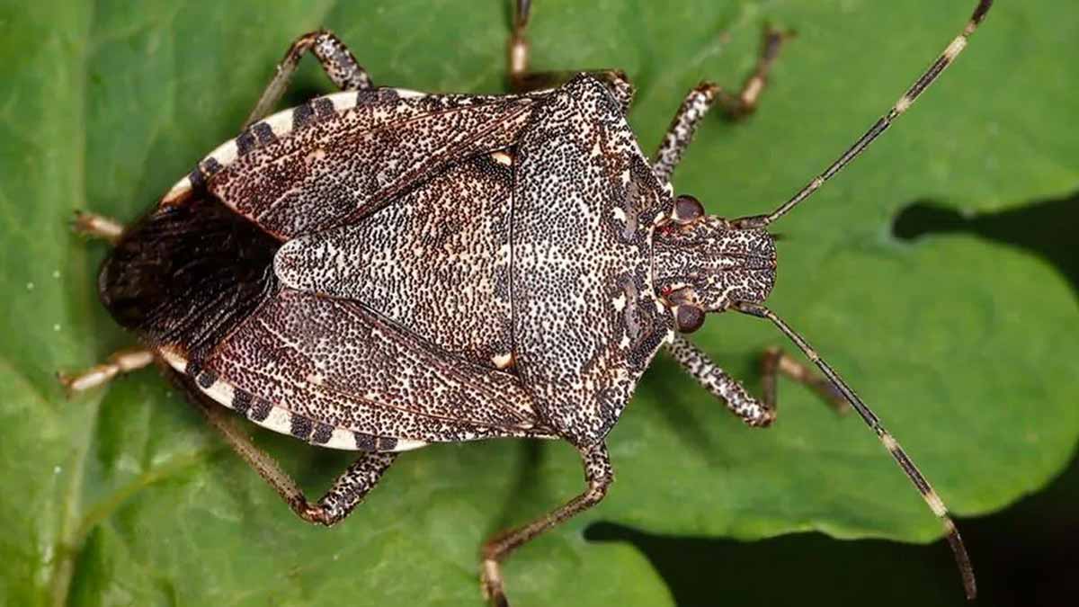 insectes