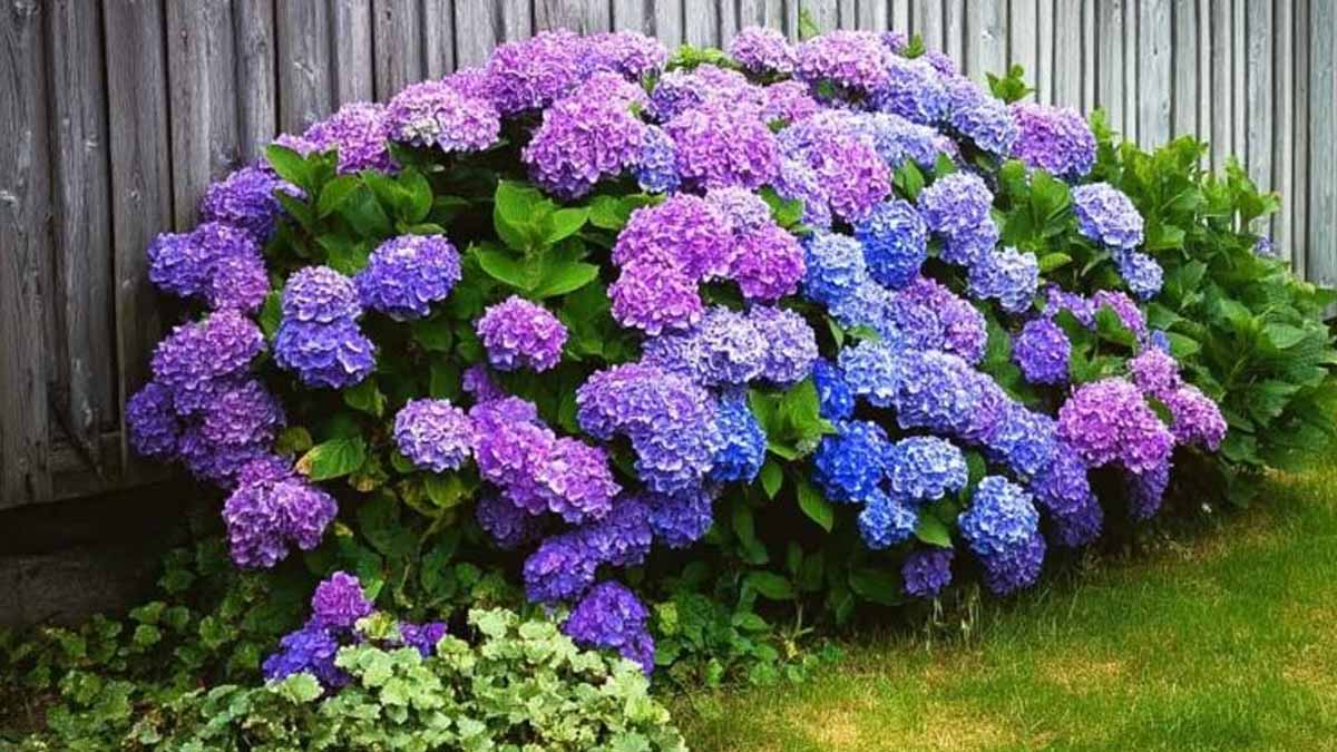 hortensias