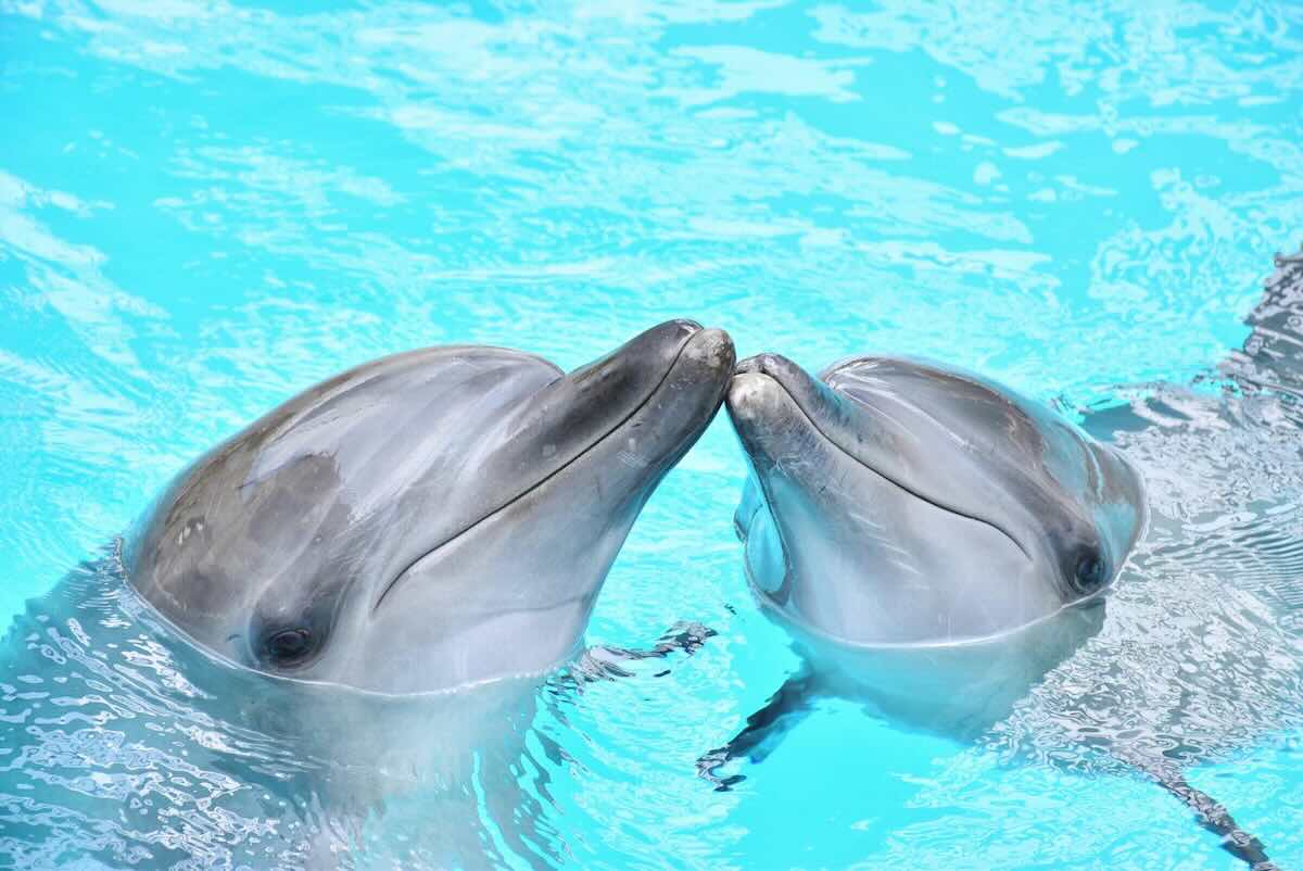les orques et les dauphins