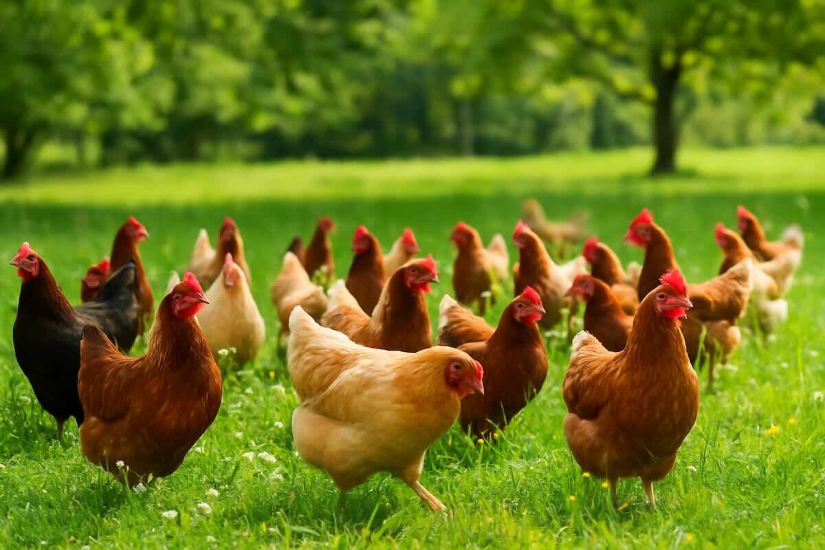 mauvaise nouvelle pour les propriétaires de poules dont le poulailler dépasse cette superficie autorisée