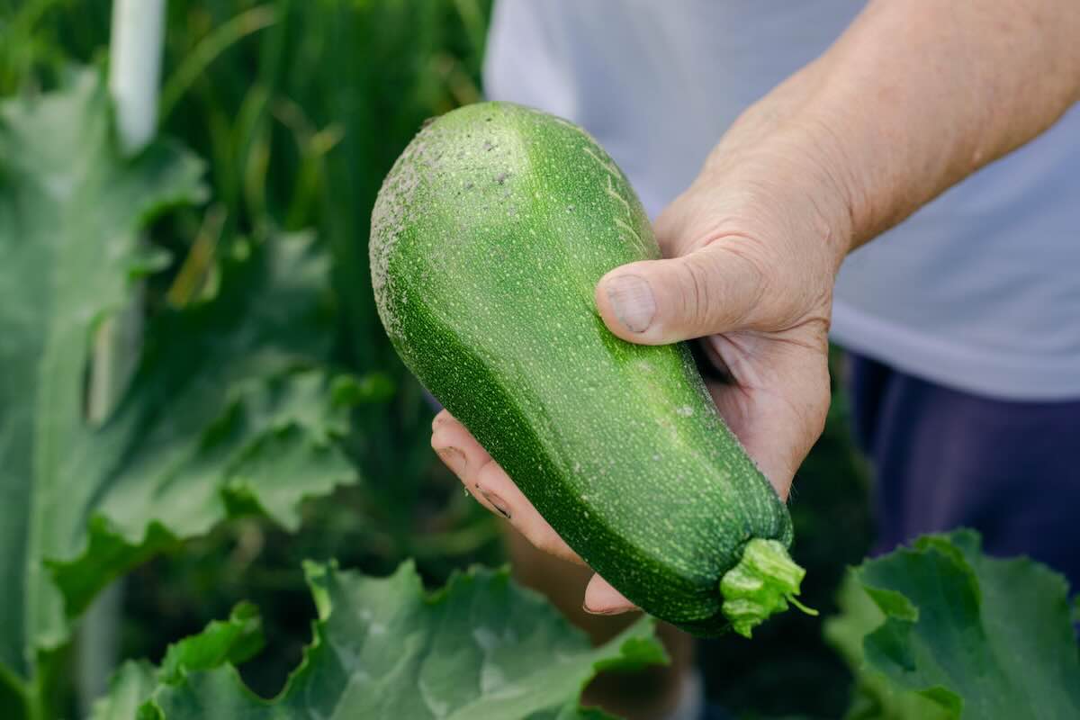 Je sème cet amendement vert à côté de mes courgettes : depuis, je n’ai plus de problème d’oïdium.