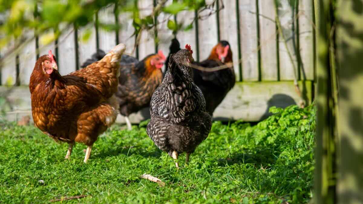 la folle ruée vers la location de poules aux USA