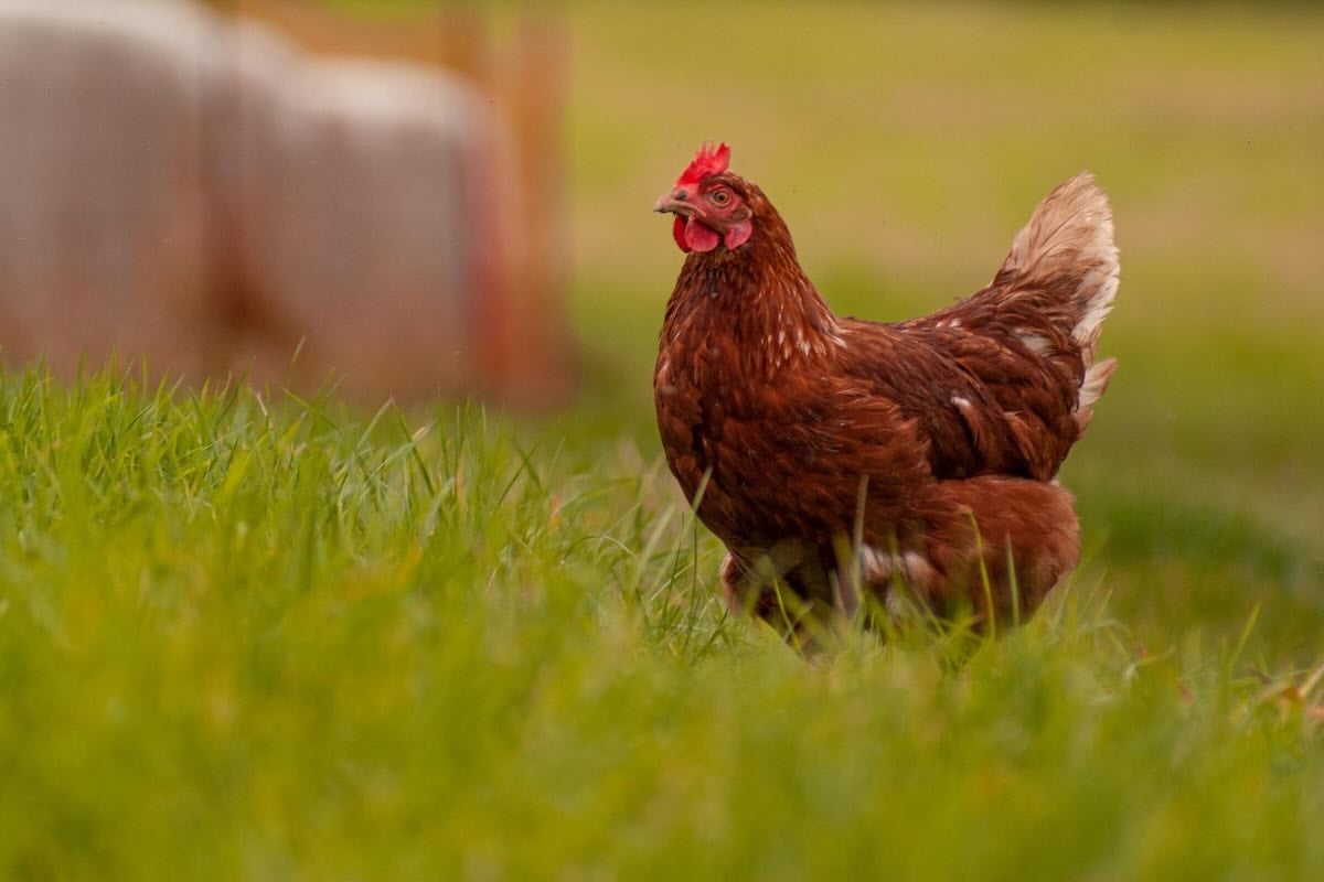 Le rituel de printemps essentiel pour améliorer la santé et la ponte de vos poules