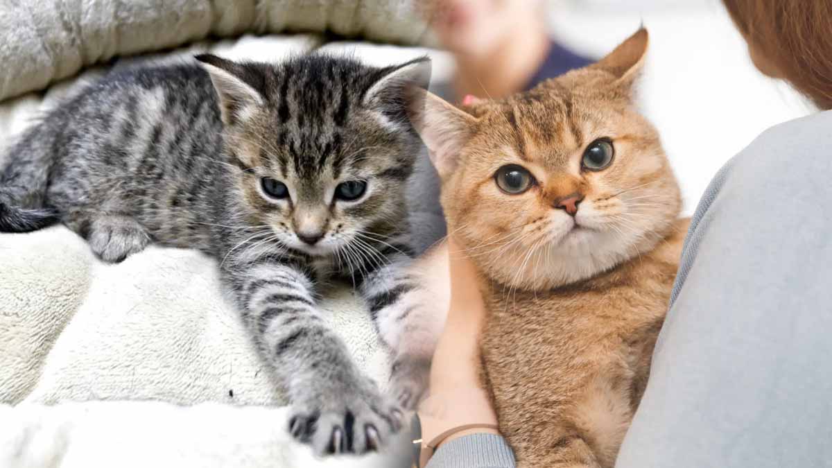 chats domestiques