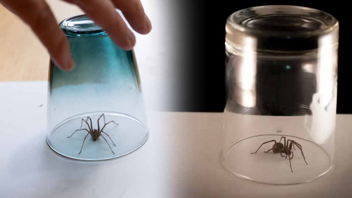 araignées de maison