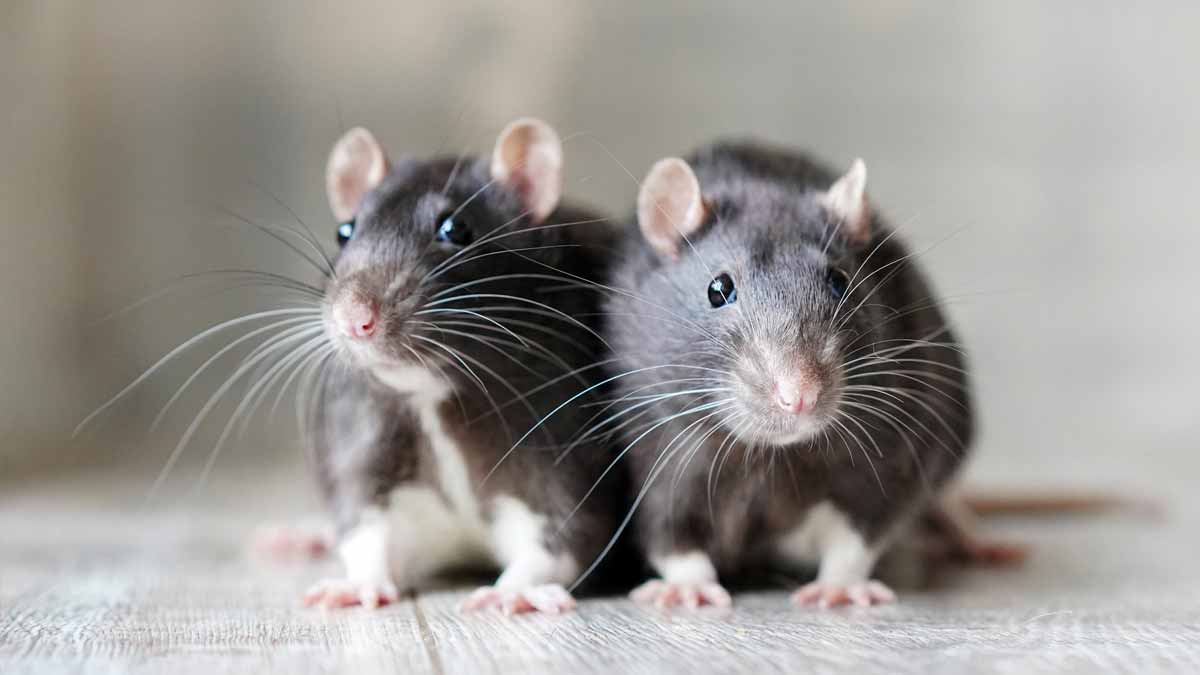 rats