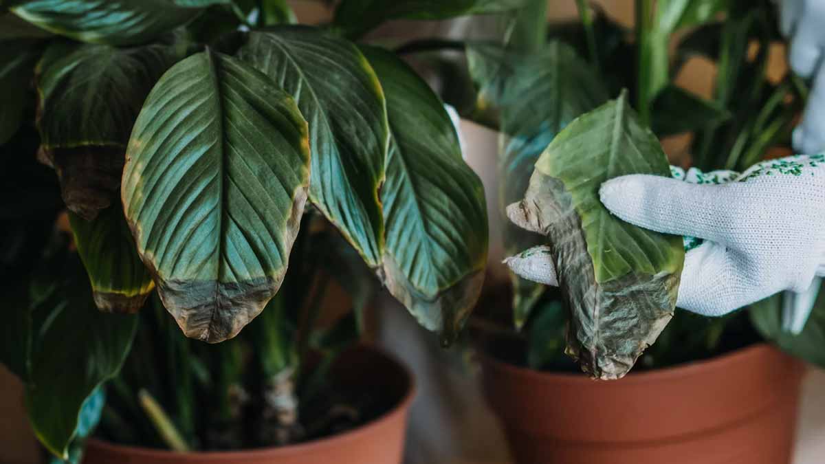 plante